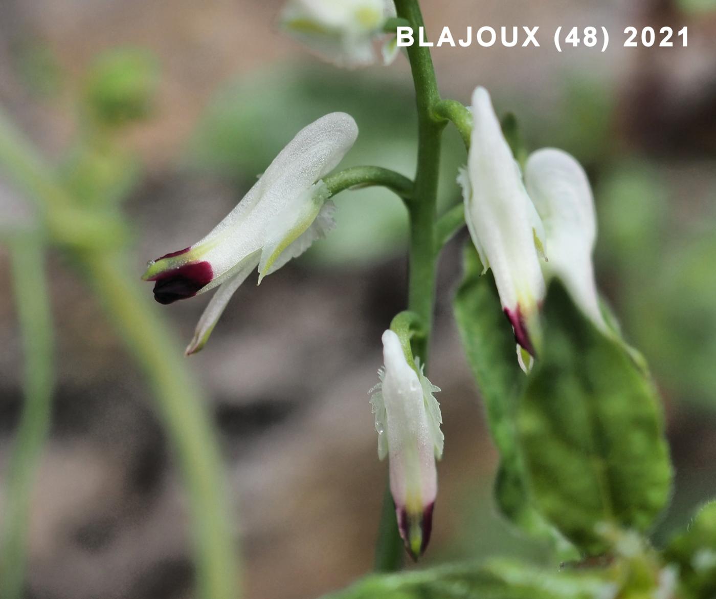 Fumitory, White Climbing flower